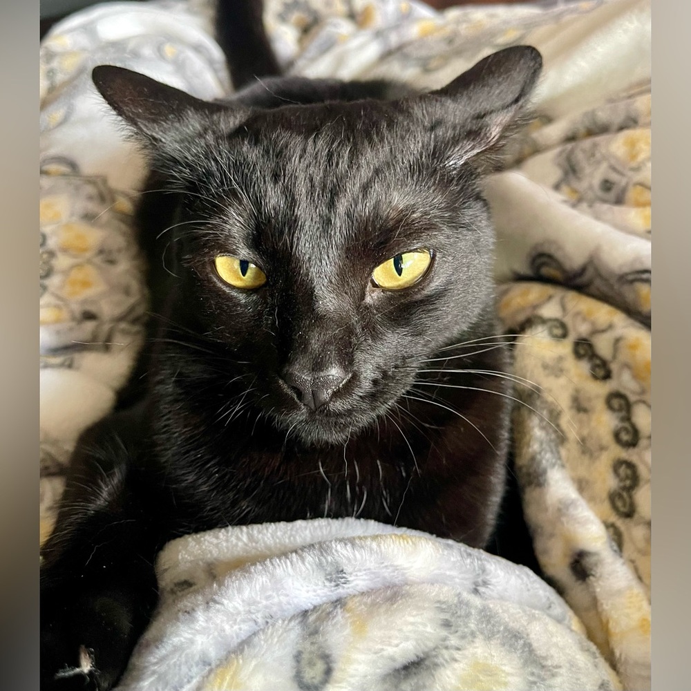 LilRad is Selling Solo.Please like this flyer to be notified when I go live 🥰🩷 - Picture 15 of 16